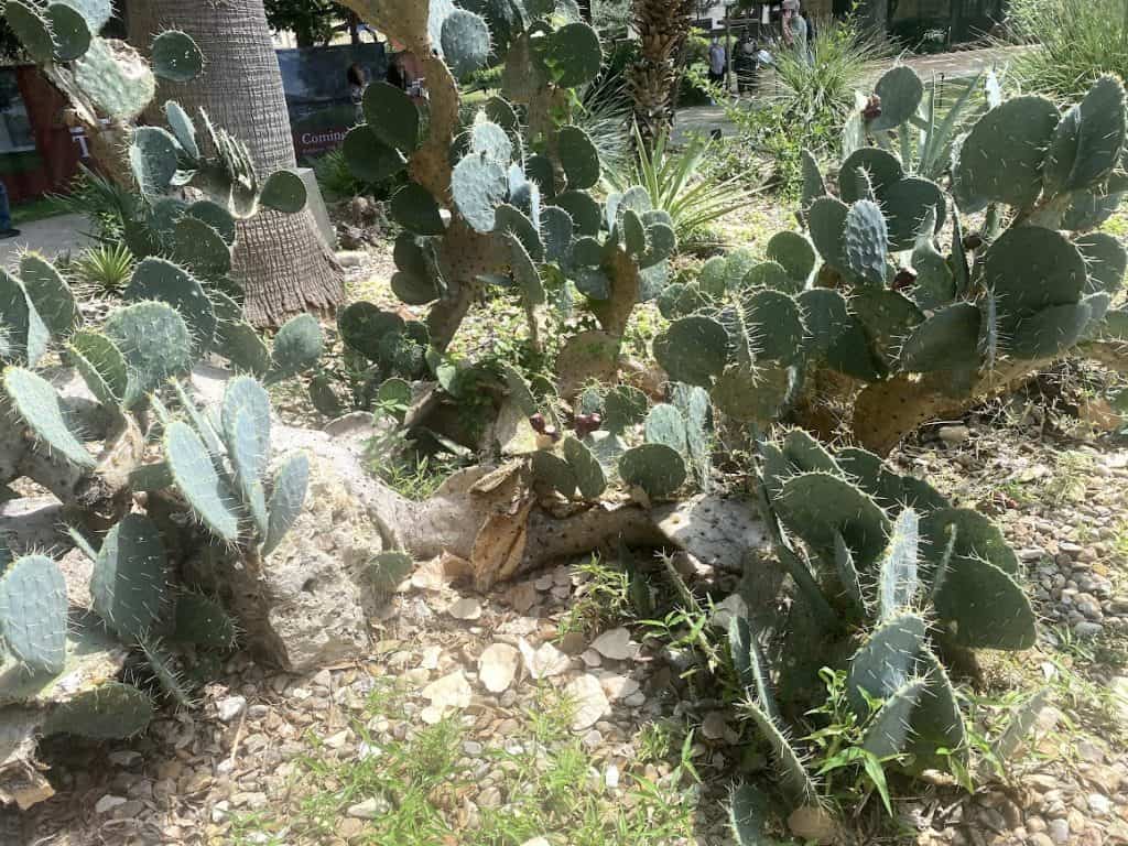 mission tour in San Antonio day